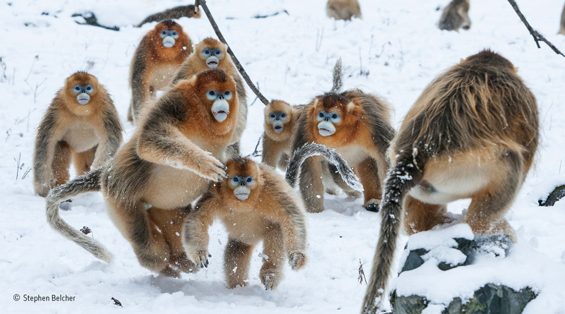 Illustration for article titled Wildlife Photo Contest Shows Nature Can Be Cruel—But Also Kind